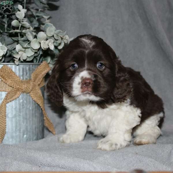 Larry, Cocker Spaniel Puppy