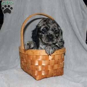 Lacey, Cocker Spaniel Puppy