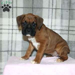 Spirit, Boxer Puppy