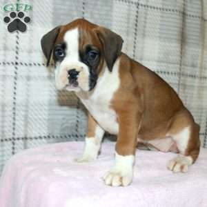 Spice, Boxer Puppy