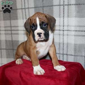 Snickers, Boxer Puppy