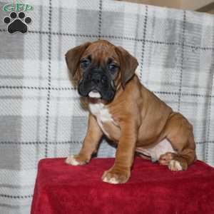 Snoopy, Boxer Puppy