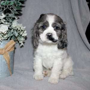 Lucy, Cocker Spaniel Puppy