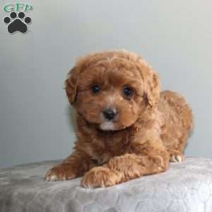 Joanna, Mini Aussiedoodle Puppy