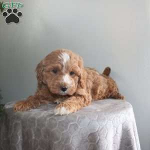 Janey, Mini Aussiedoodle Puppy