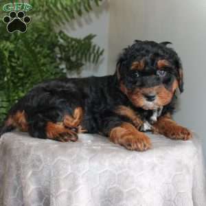 Julie, Mini Aussiedoodle Puppy