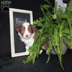 Frank, Border Collie Puppy