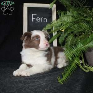 Fern, Border Collie Puppy