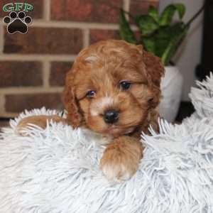 Katie, Cockapoo Puppy