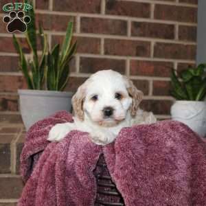 Kali, Cockapoo Puppy