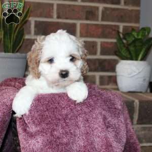 Kenny, Cockapoo Puppy