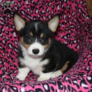 Pepper, Pembroke Welsh Corgi Puppy