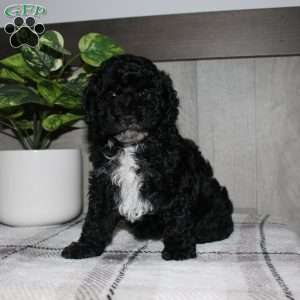 Molly, Miniature Poodle Puppy