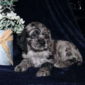 Lacey, Cocker Spaniel Puppy