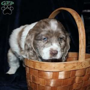 Leo, Cocker Spaniel Puppy