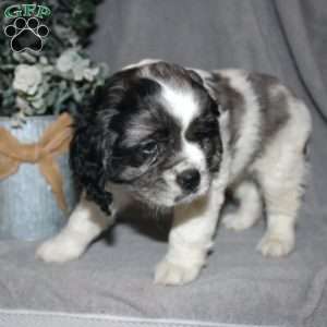 Lucas, Cocker Spaniel Puppy