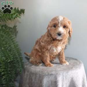 Janey, Mini Aussiedoodle Puppy