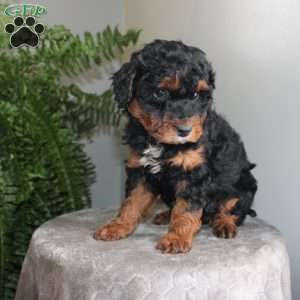 Julie, Mini Aussiedoodle Puppy