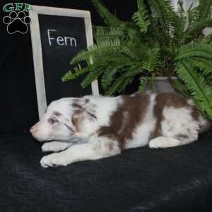 Fern, Border Collie Puppy