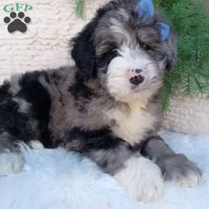 Jax, Bernedoodle Puppy