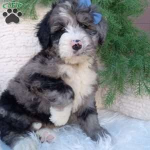 Jax, Bernedoodle Puppy