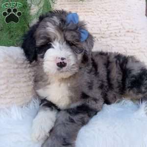 Jax, Bernedoodle Puppy