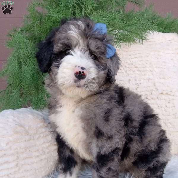 Jax, Bernedoodle Puppy