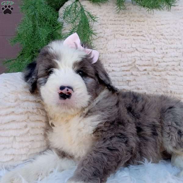 Gracie, Bernedoodle Puppy