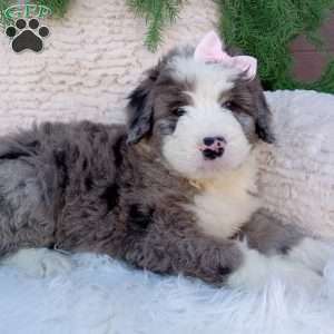 Gracie, Bernedoodle Puppy