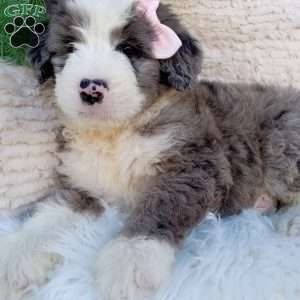 Gracie, Bernedoodle Puppy