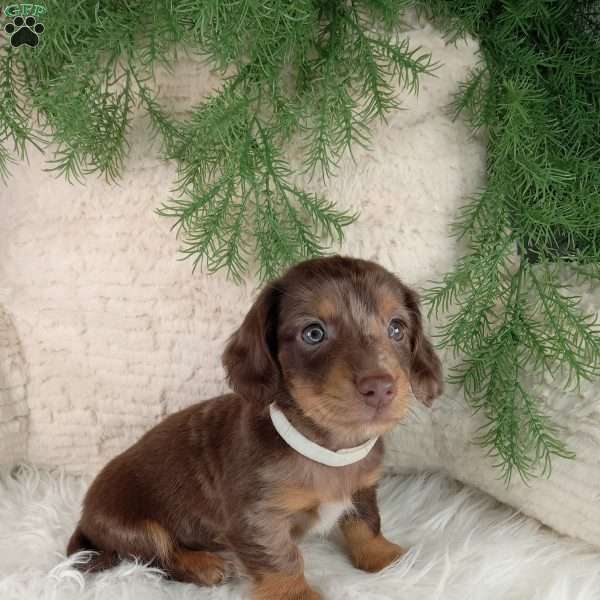 Jasper, Dachshund Puppy