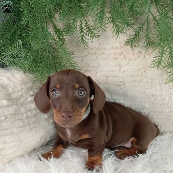 Hershey, Dachshund Puppy