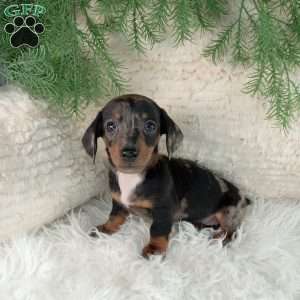 Trixie, Dachshund Puppy