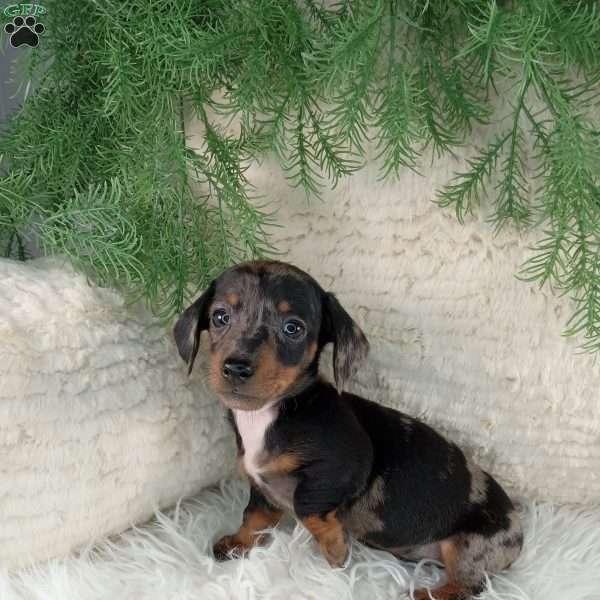 Trixie, Dachshund Puppy