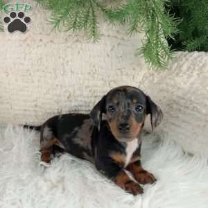 Trixie, Dachshund Puppy