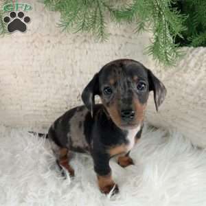 Trixie, Dachshund Puppy