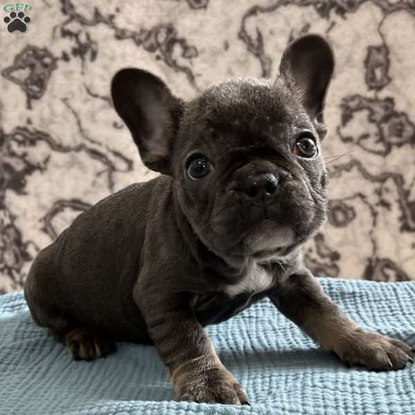 Lola, French Bulldog Puppy