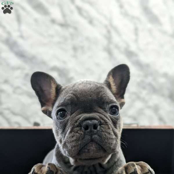 Axel, French Bulldog Puppy