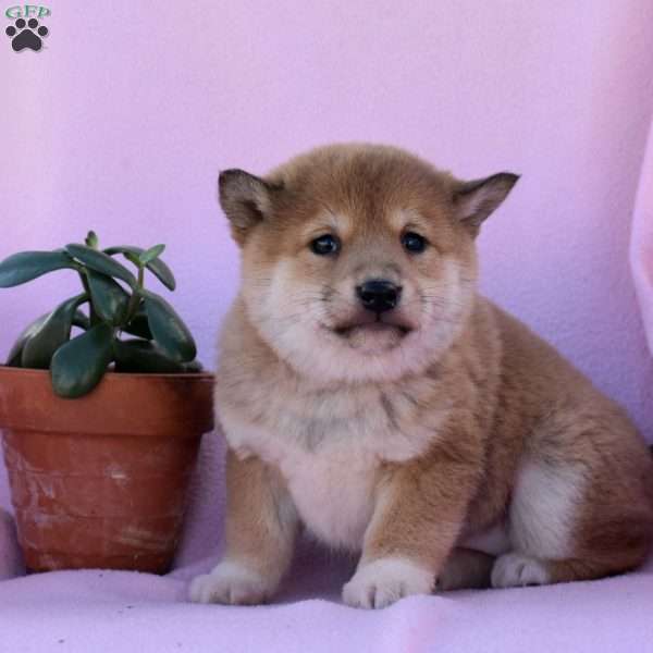 Annabelle, Shiba Inu Puppy