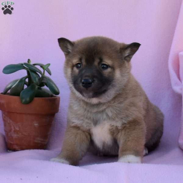 Sophie, Shiba Inu Puppy