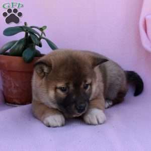 Sophie, Shiba Inu Puppy