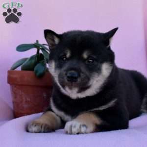 Duke, Shiba Inu Puppy