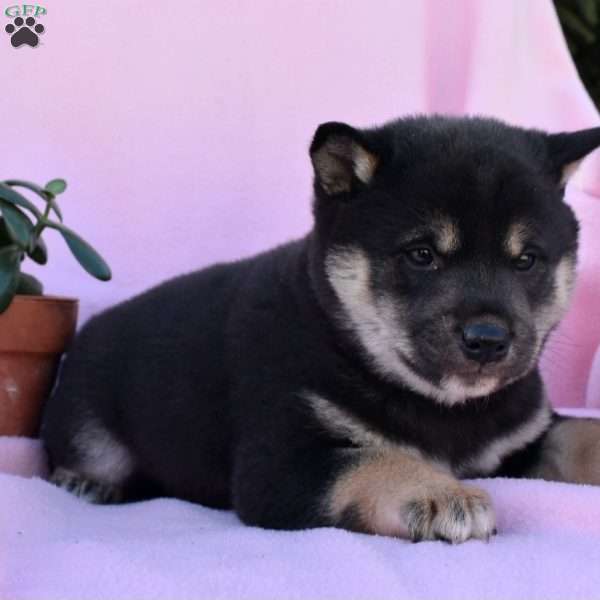 Duke, Shiba Inu Puppy