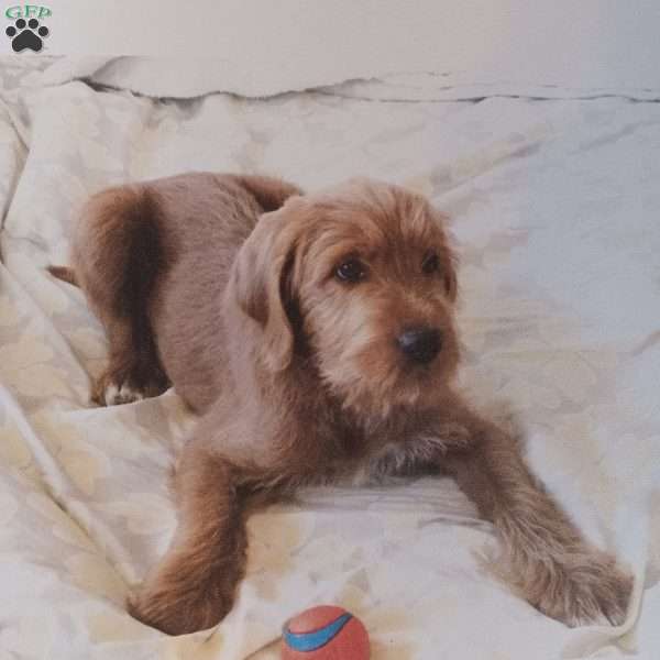 Comet, Labrador Mix Puppy