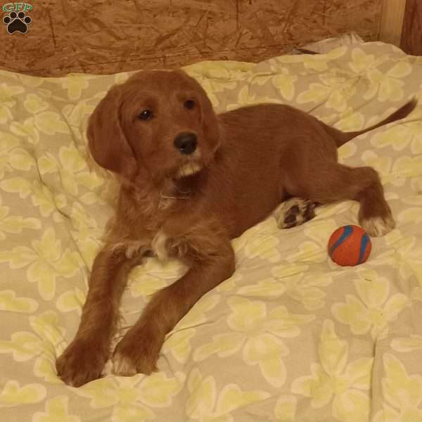 Rudy, Labrador Mix Puppy