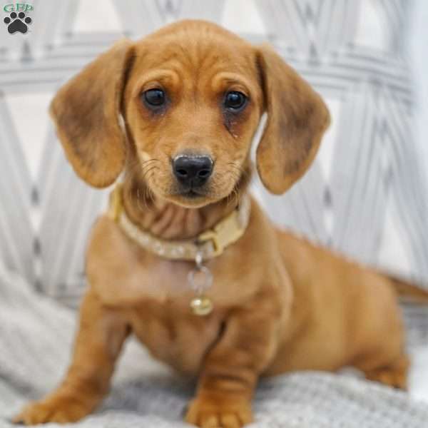 Tanner, Dachshund Puppy