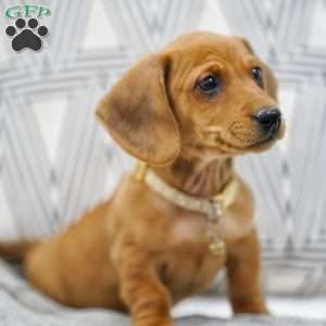 Tanner, Dachshund Puppy