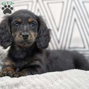 Brooke, Dachshund Puppy