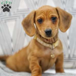 Tanner, Dachshund Puppy