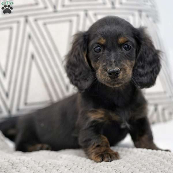 Brooke, Dachshund Puppy